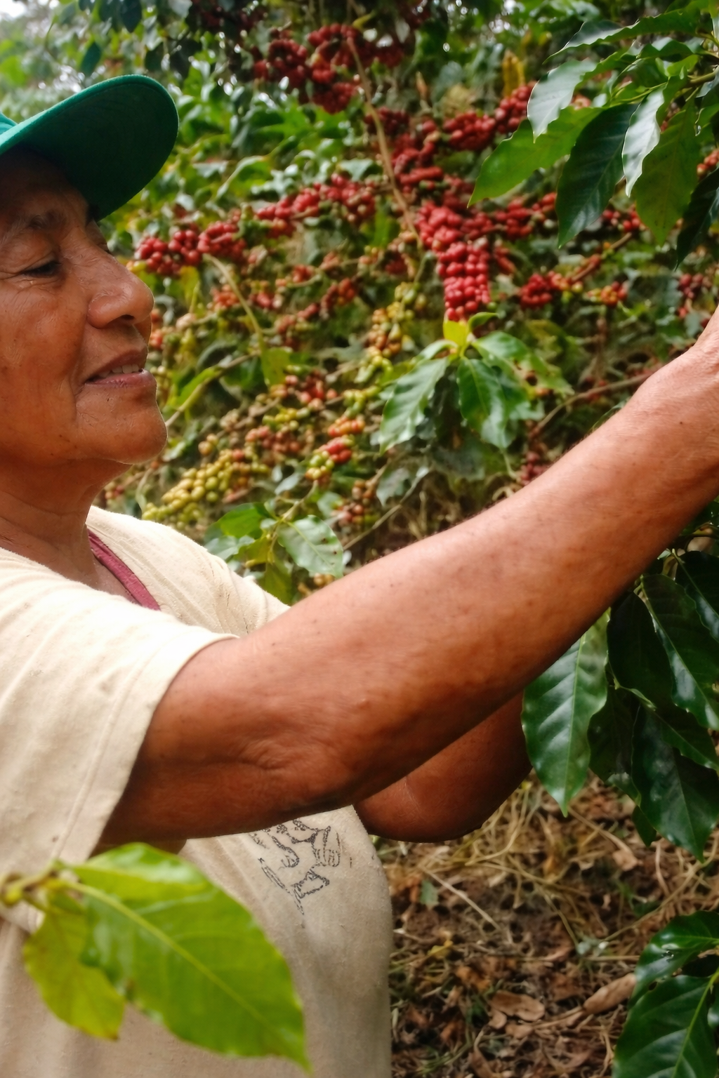 Elderly woman carefully picking ripe coffee cherries from a plant