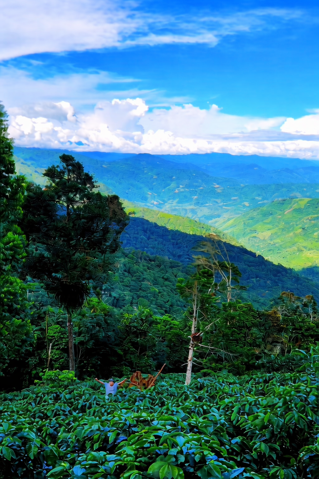Person standing with open arms in a lush coffee plantation