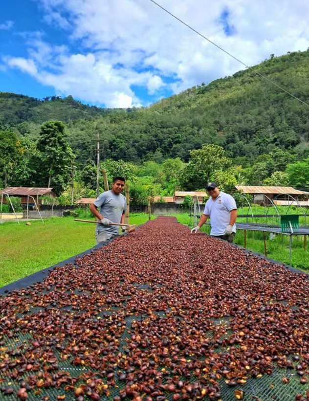 Two farmers drying coffee beans on large outdoor beds