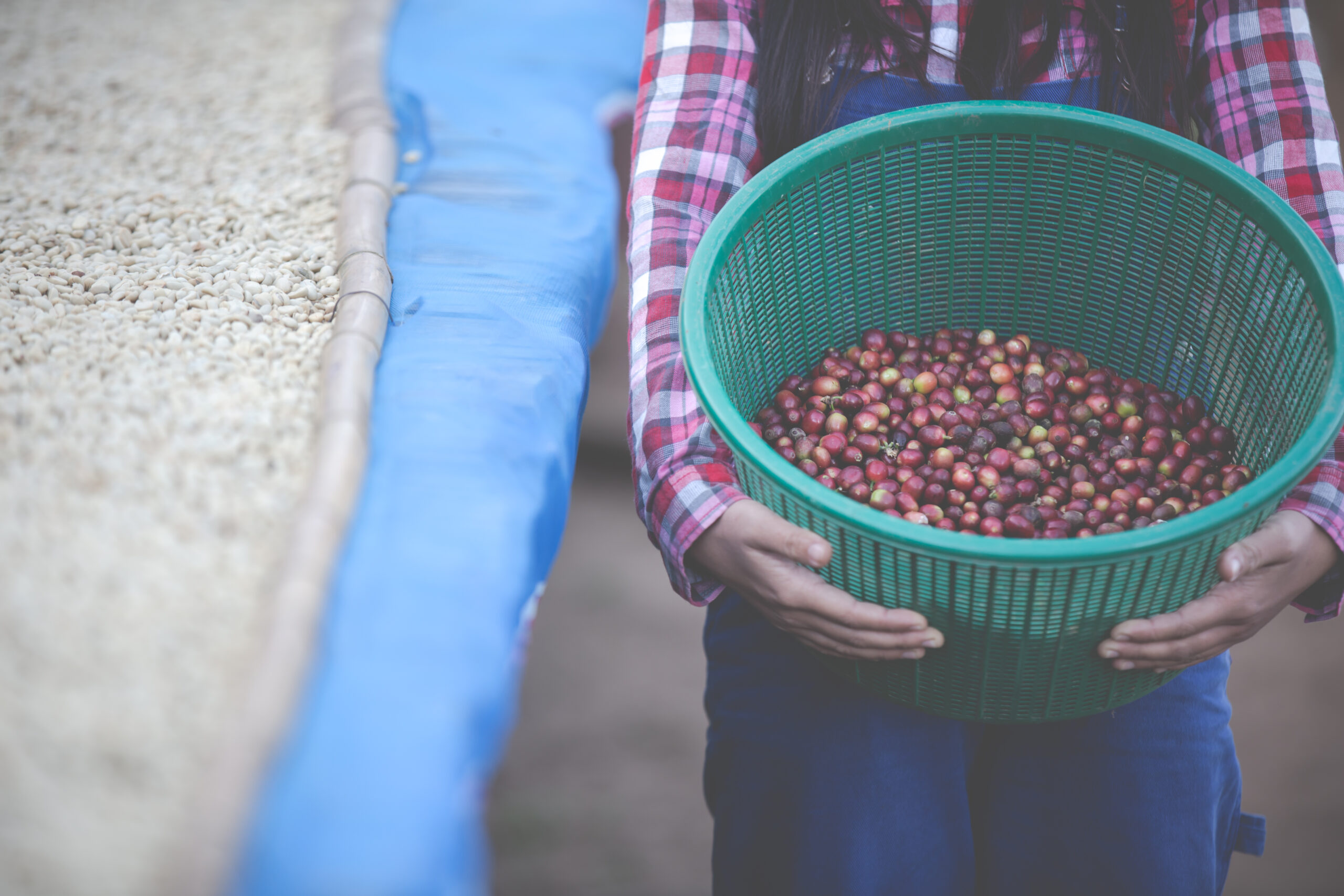Person holding a green basket filled with coffee cherries